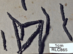 Xylaria fissilis