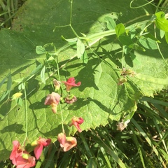 Lathyrus rotundifolius