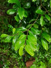 Magnoliopsida