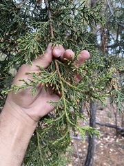 Juniperus deppeana deppeana