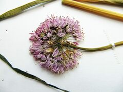 Allium maximowiczii