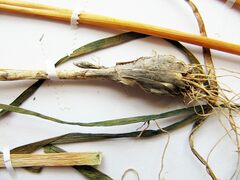 Allium maximowiczii