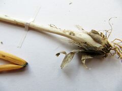Allium maximowiczii