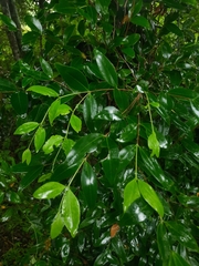 Magnoliopsida