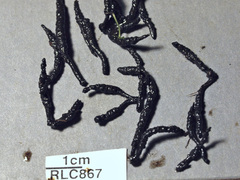 Xylaria fissilis