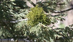 Phoradendron pauciflorum