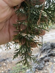 Juniperus deppeana deppeana