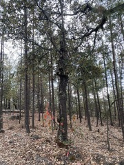 Juniperus deppeana deppeana