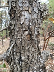 Juniperus deppeana deppeana