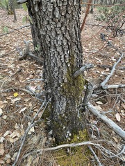 Juniperus deppeana deppeana