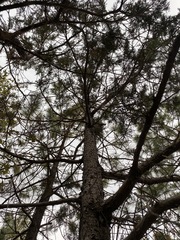 Juniperus deppeana deppeana