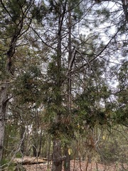 Juniperus deppeana deppeana