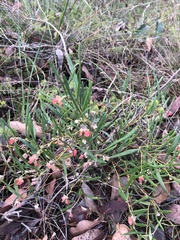 Grevillea brachystylis