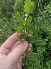 Ribes inerme