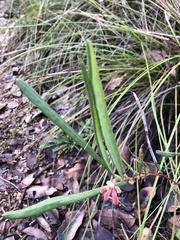 Grevillea brachystylis