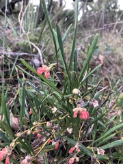 Grevillea brachystylis