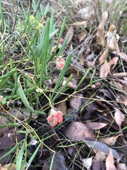 Grevillea brachystylis