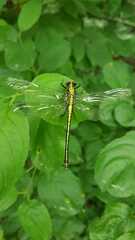 Dromogomphus spinosus