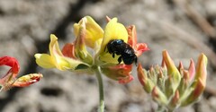 Osmia ribifloris