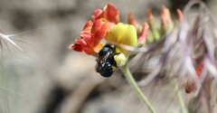 Osmia ribifloris