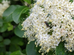 Viburnum cassinoides image