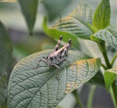 Schistocerca literosa
