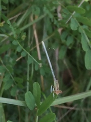 Platycnemis dealbata