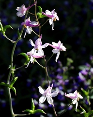 Delphinium hansenii
