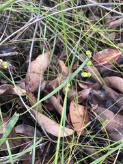 Alatae