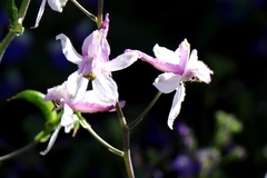 Delphinium hansenii