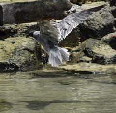 Leucophaeus fuliginosus