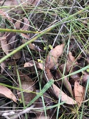 Alatae