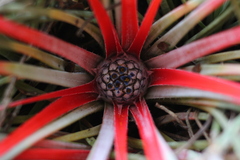 Fascicularia bicolor
