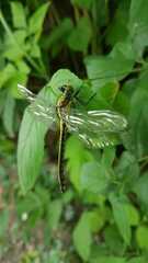 Dromogomphus spinosus