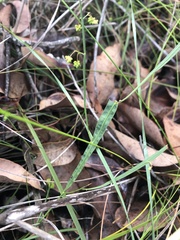 Alatae
