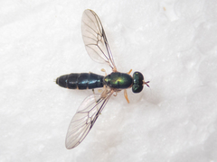 Merosargus caeruleifrons