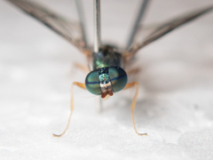 Merosargus caeruleifrons