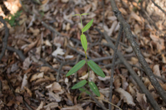 Diplolepis pachyphylla