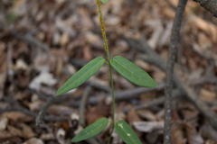 Diplolepis pachyphylla