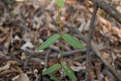 Diplolepis pachyphylla