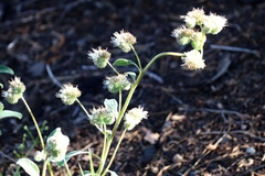 Phacelia hastata compacta