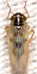 Macrosteles slossoni