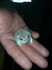 Pleurodema nebulosum