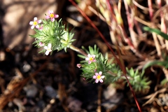 Leptosiphon ciliatus
