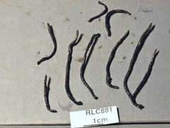 Xylaria fissilis
