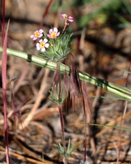 Leptosiphon ciliatus