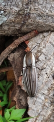 Chalcolepidius approximatus
