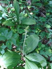Veratrum parviflorum