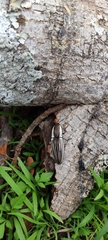 Chalcolepidius approximatus