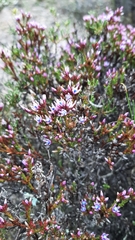 Andersonia caerulea